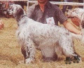 Setter Anglais PUNKY DU VAL CLAIR Setter Anglais PUNKY DU VAL CLAIR